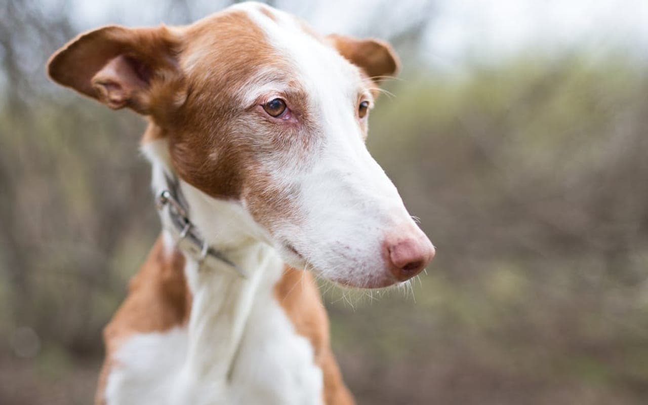 Pharaoh Hound — gallery 2