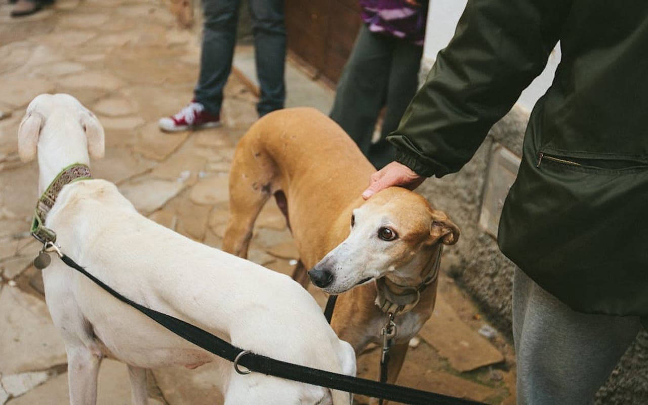 Pharaoh Hound — gallery 3