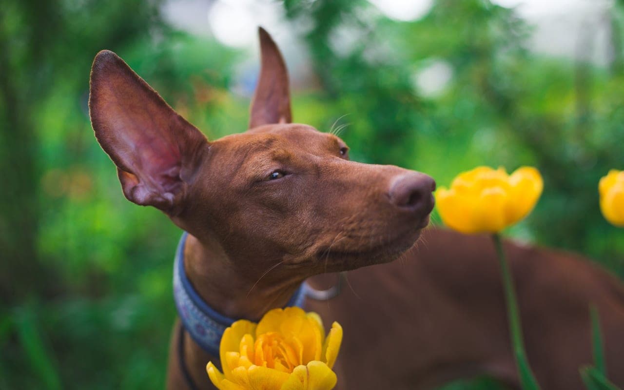 Pharaoh Hound — photo by Marina Riijik (Pexels)