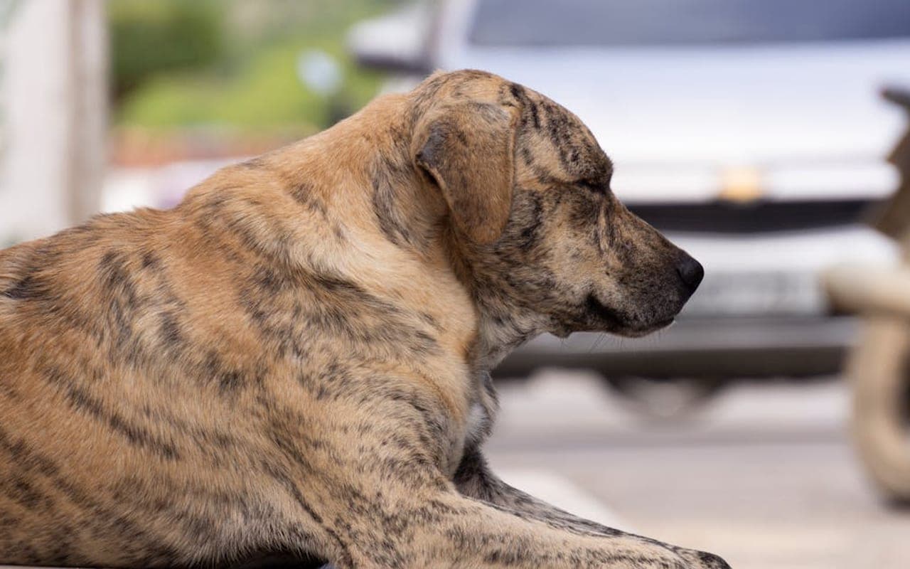 Plott dog breed portrait