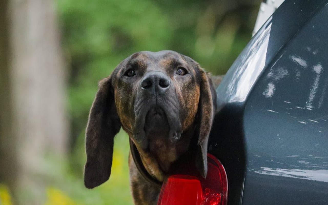 Plott Hound