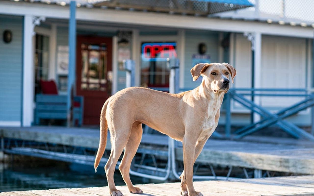 Plott Hound — gallery 2