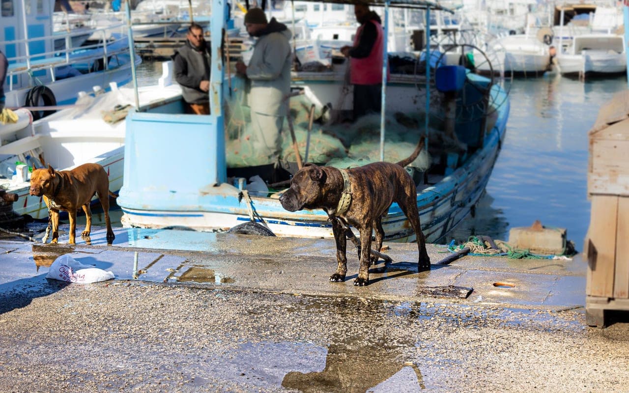 Plott Hound — photo by Dana Kadamany (Pexels)