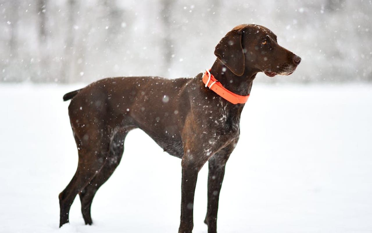 Pointer