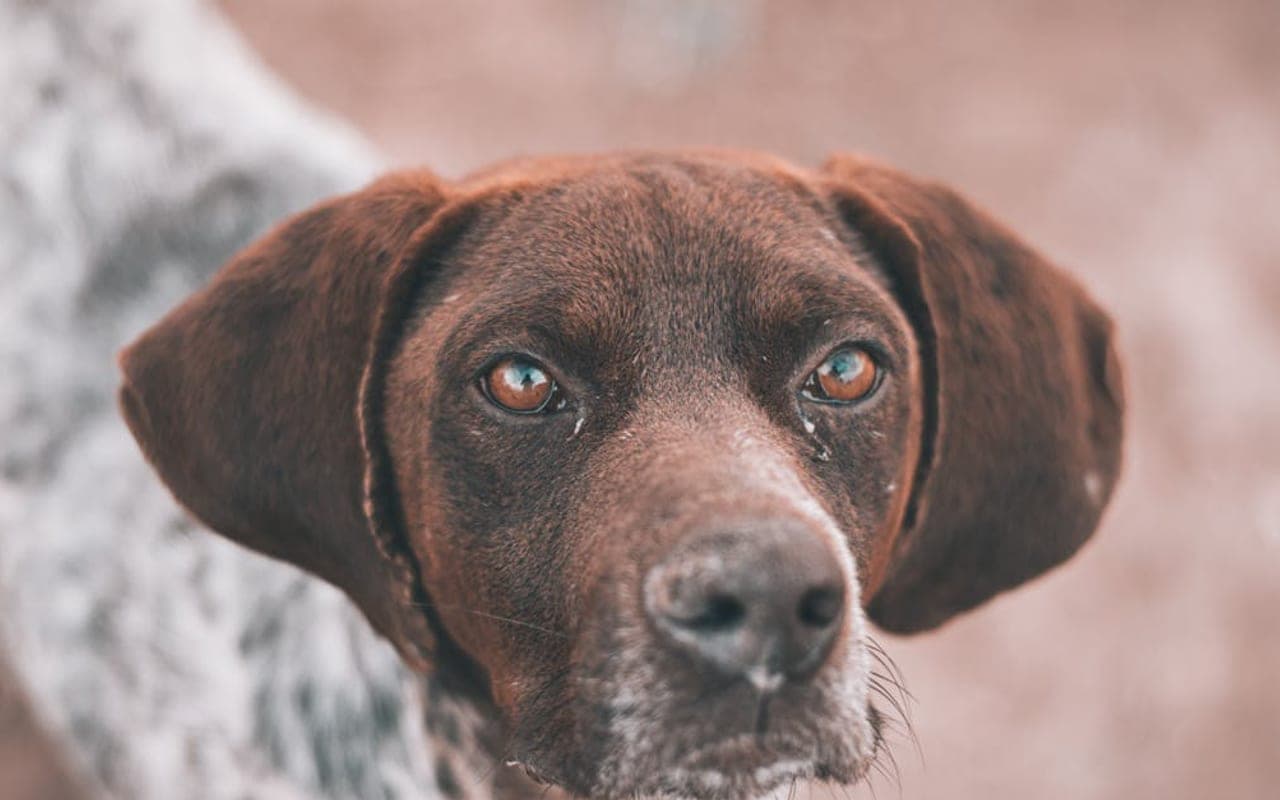 Pointer — gallery 2