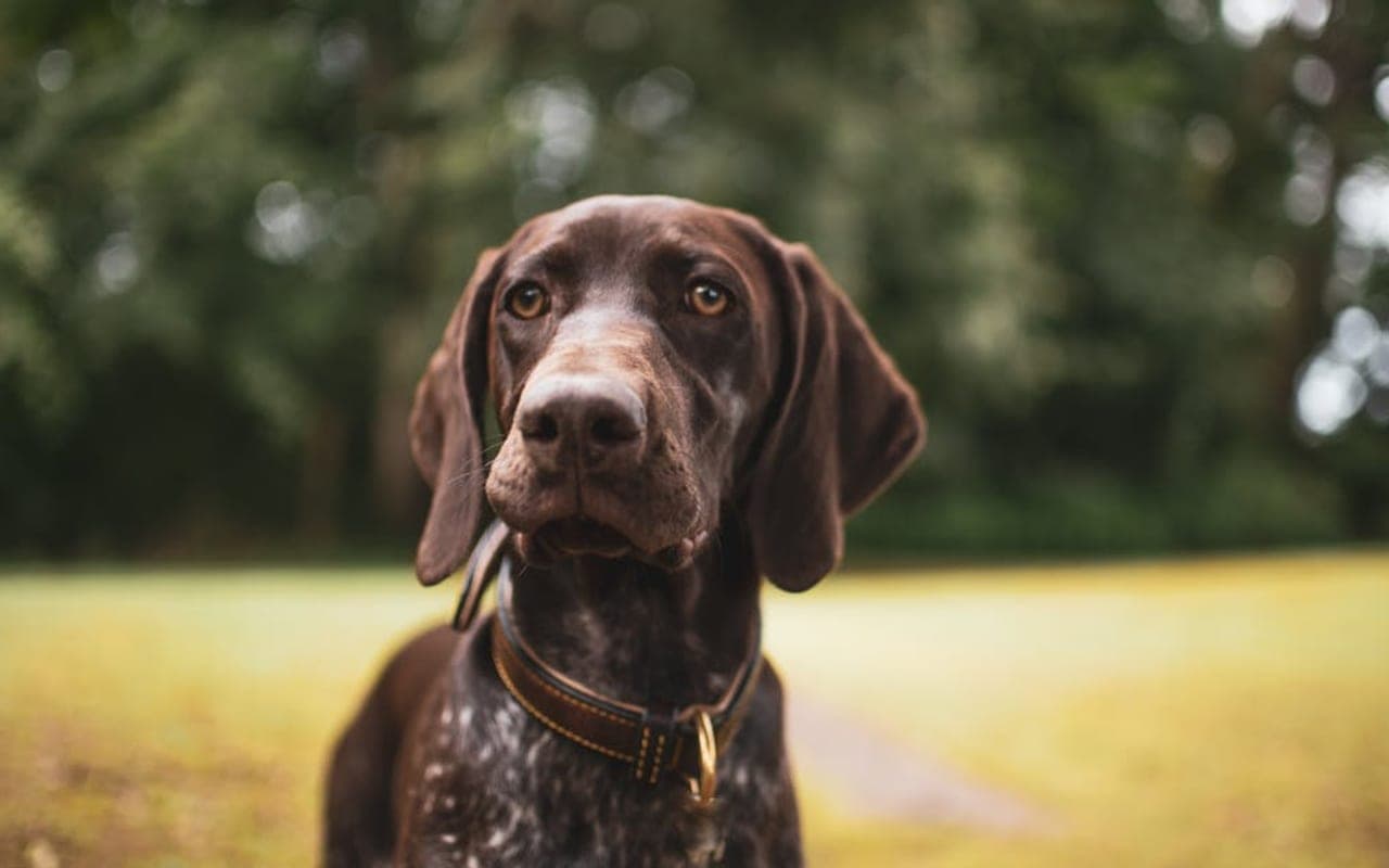 Pointer — gallery 3