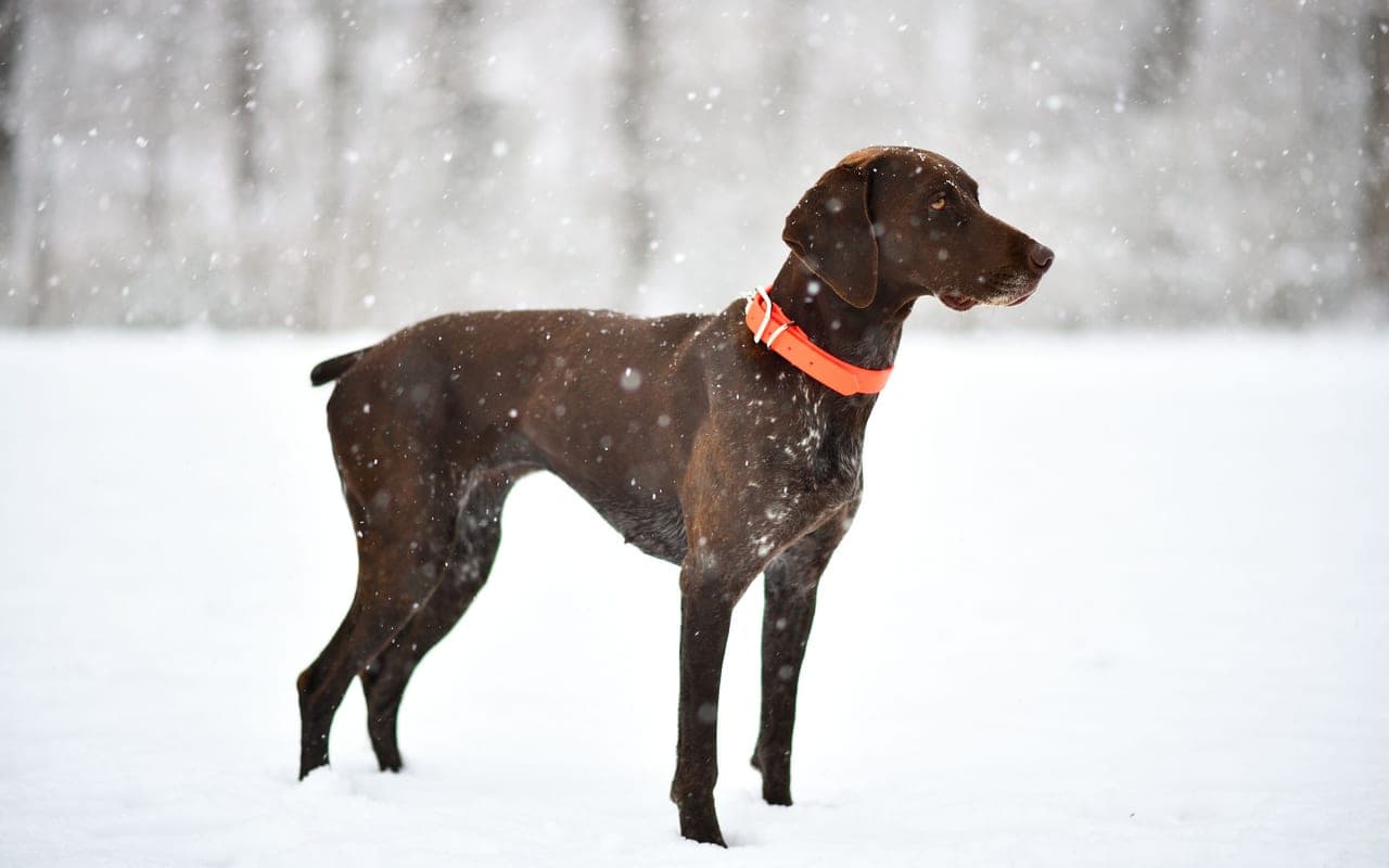 Pointer — photo by Brixiv (Pexels)