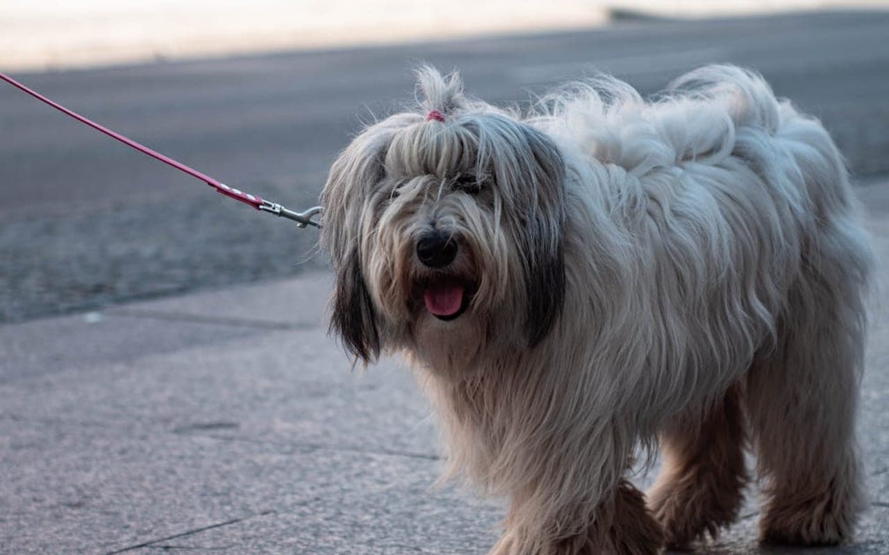 Polish Lowland Sheepdog