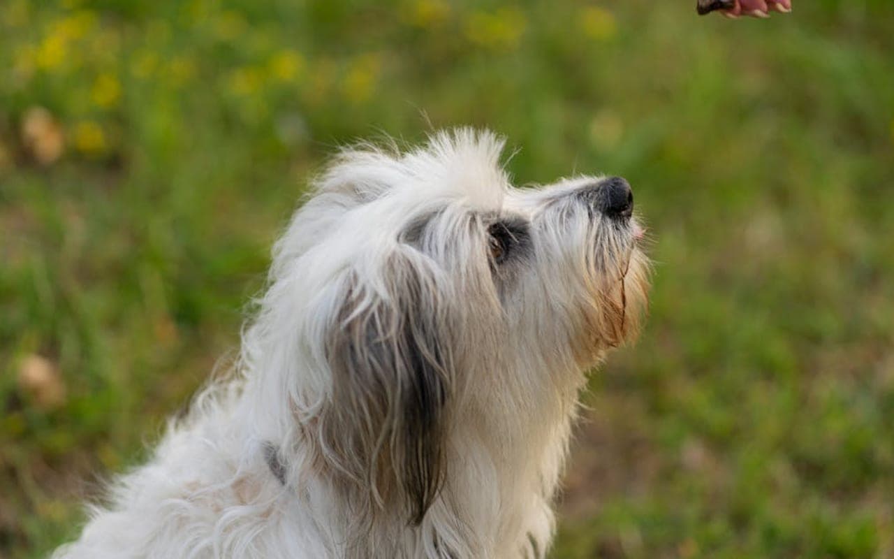 Polish Lowland Sheepdog — gallery 2