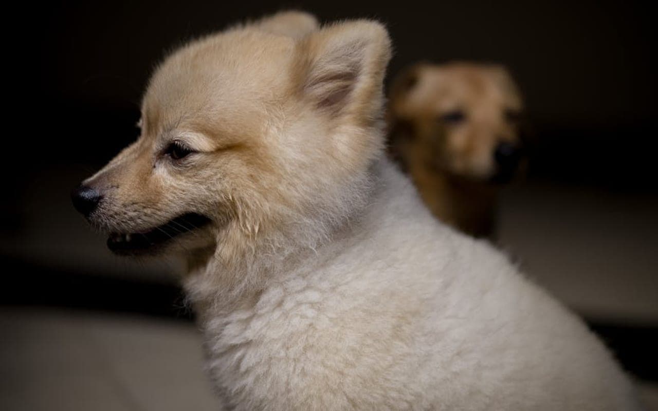 Pomeranian dog breed