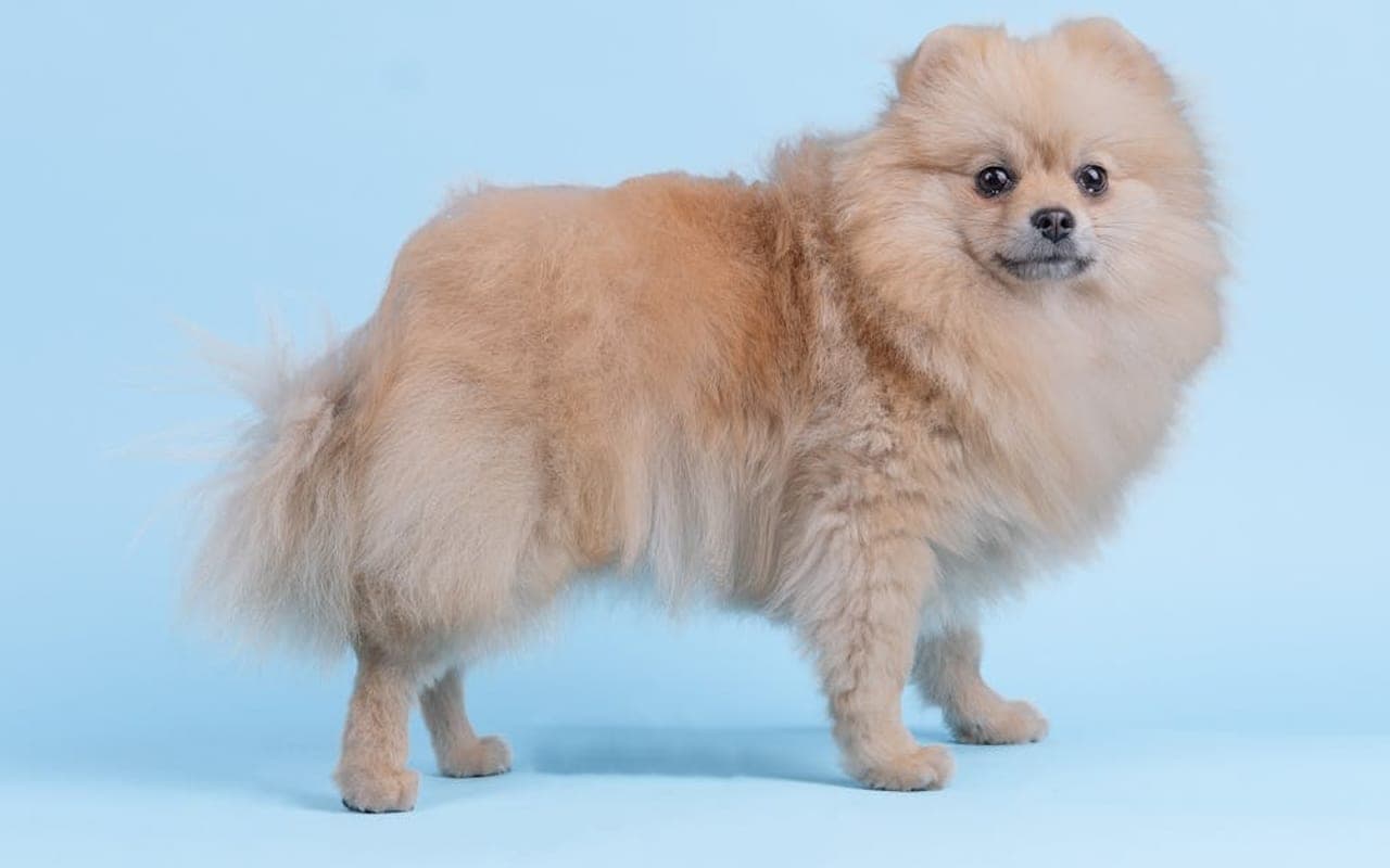 Pomeranian — gallery 2