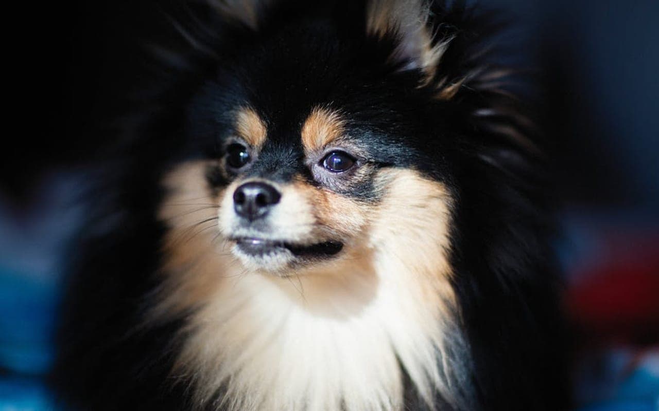 Pomeranian — gallery 3