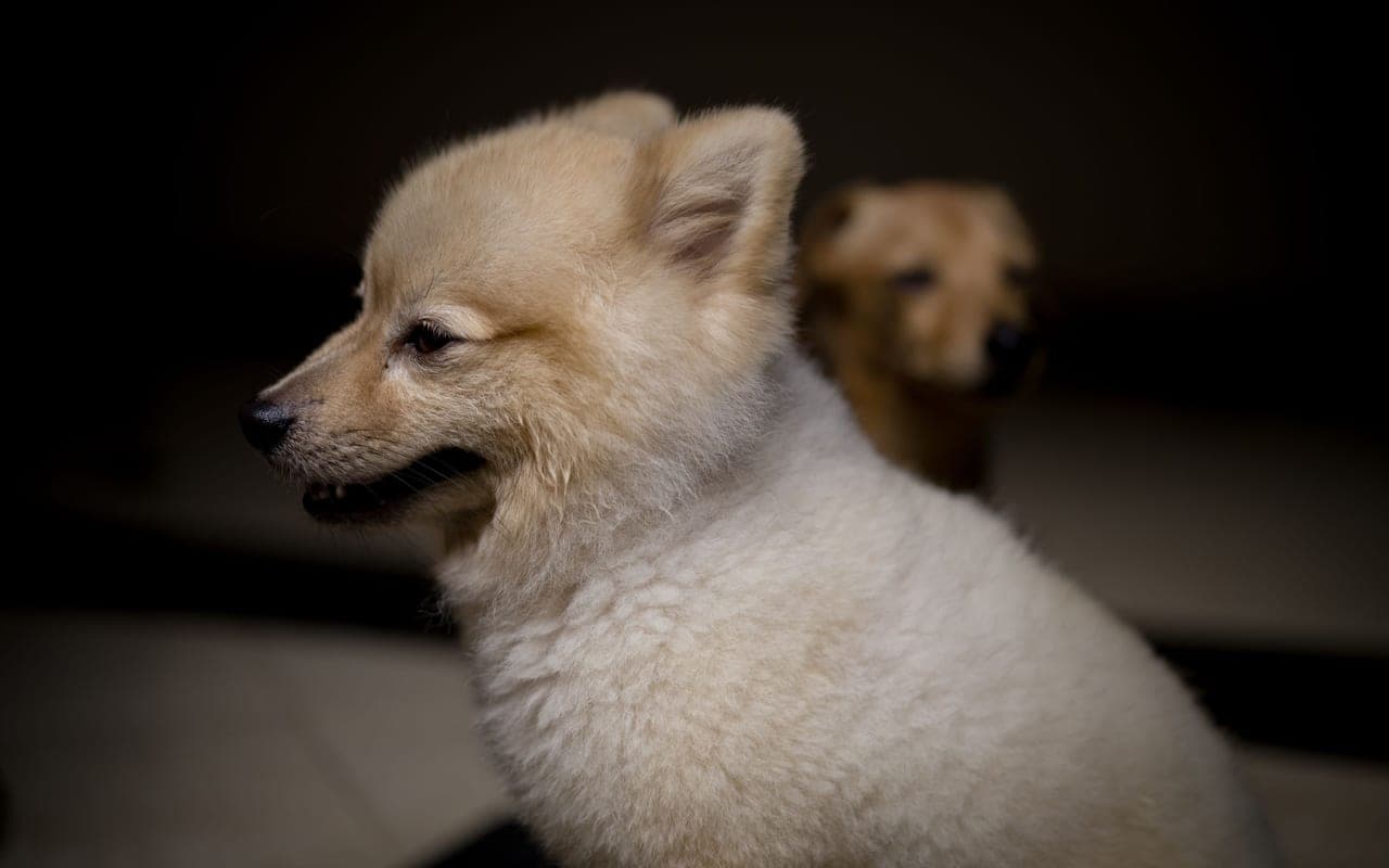 Pomeranian — photo by Tokuo Nobuhiro (Pexels)