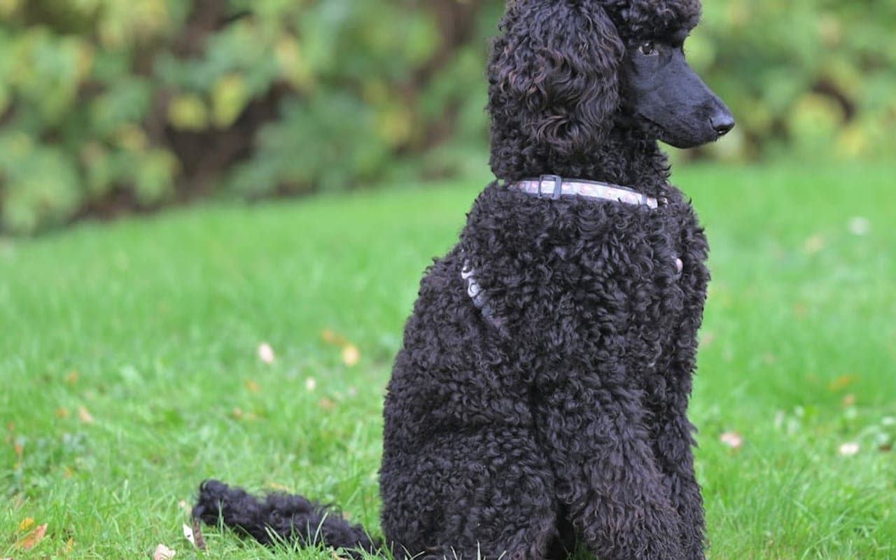 Poodle dog breed