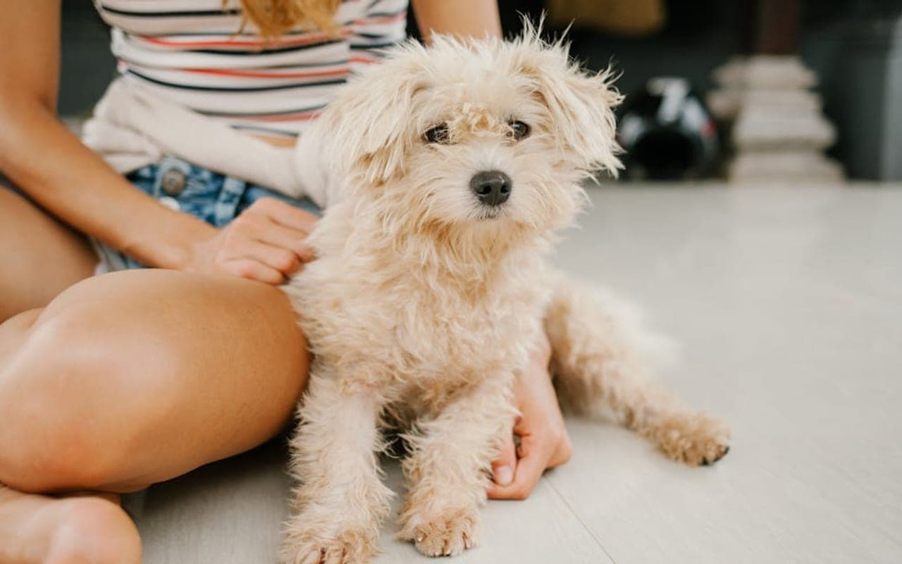 Poodle — gallery 2