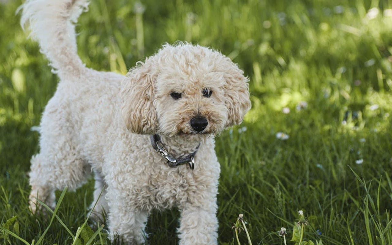 Poodle (Miniature) dog breed
