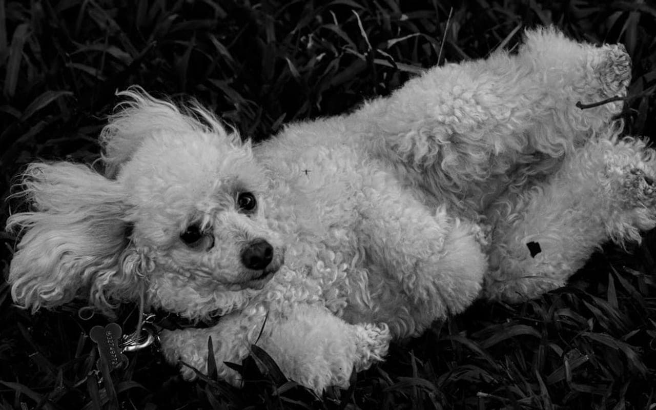 Poodle (Miniature) — gallery 3