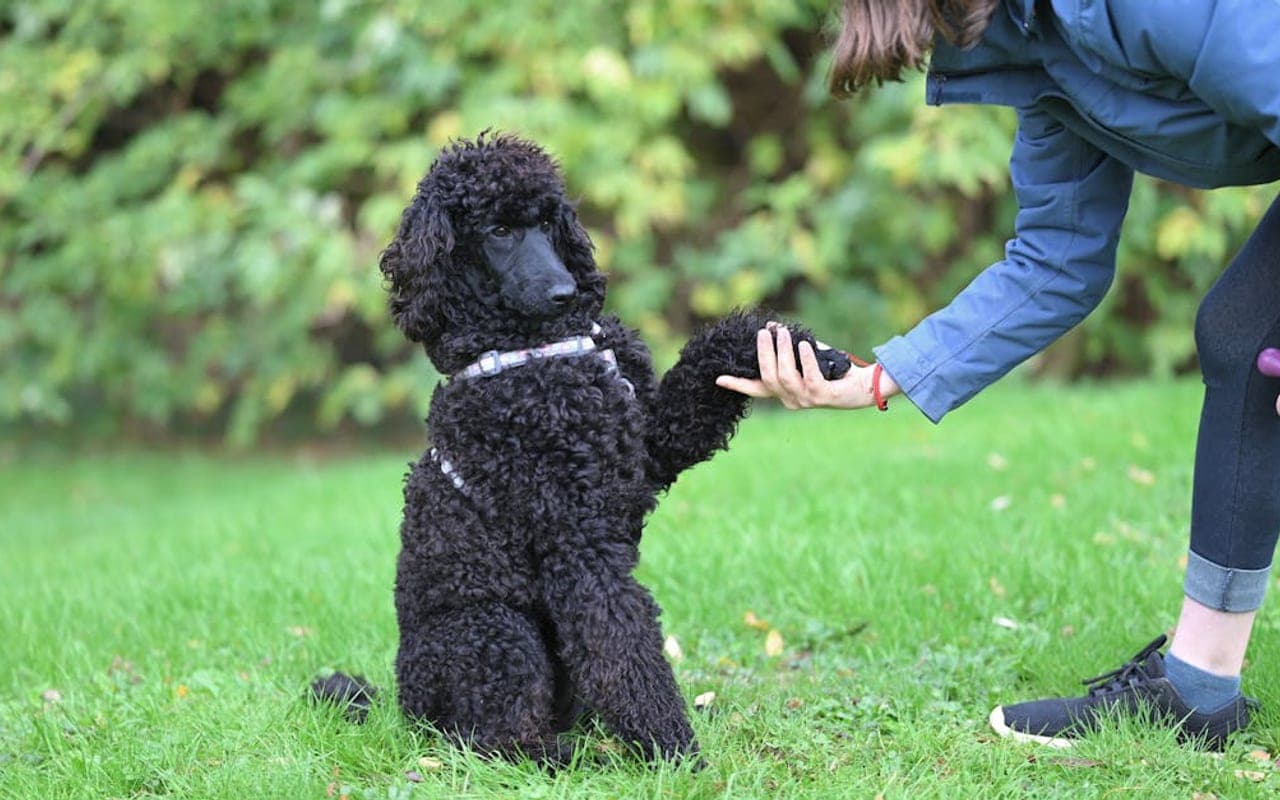 Poodle (Miniature) — gallery 4