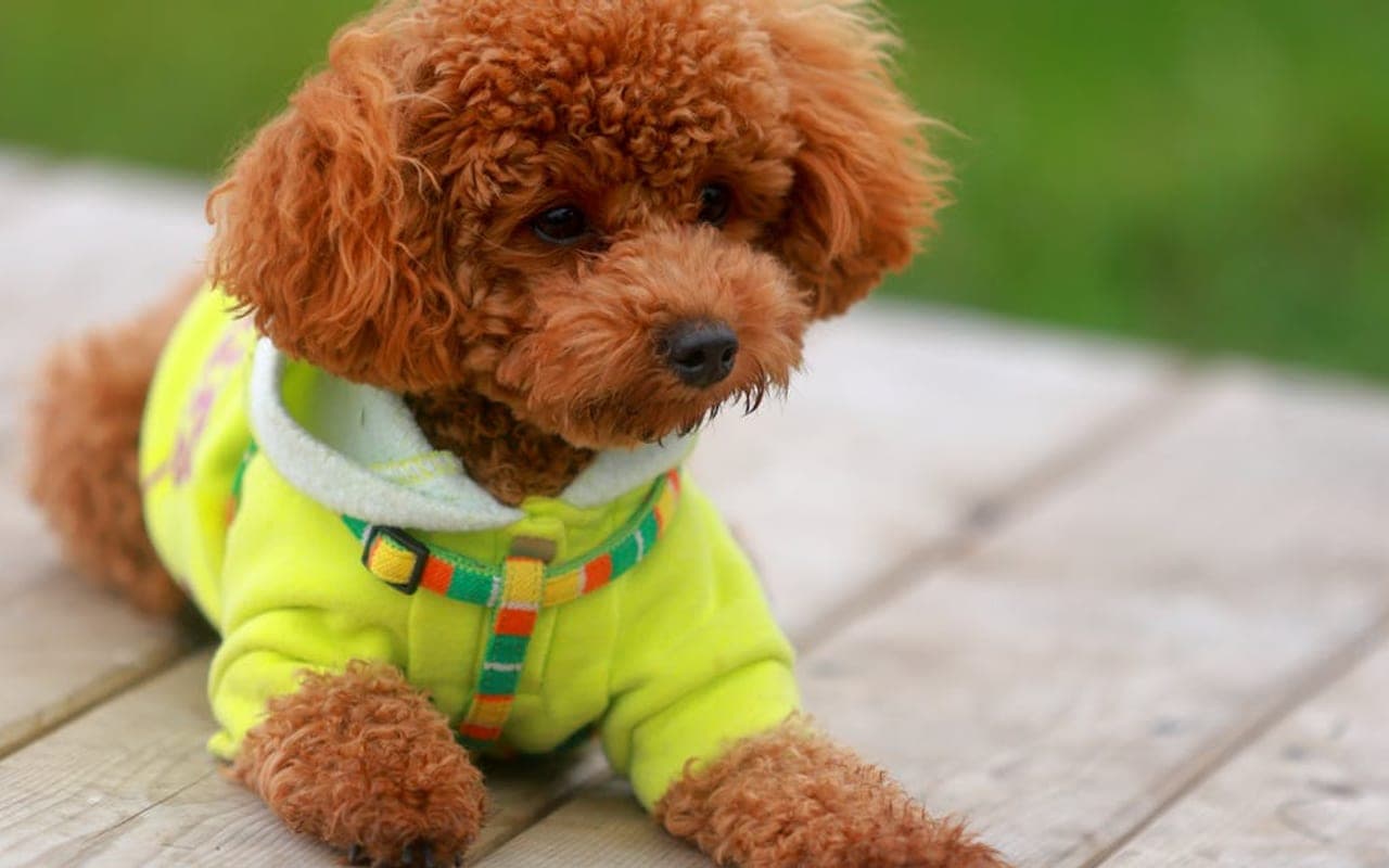 Poodle (Miniature) — gallery 5
