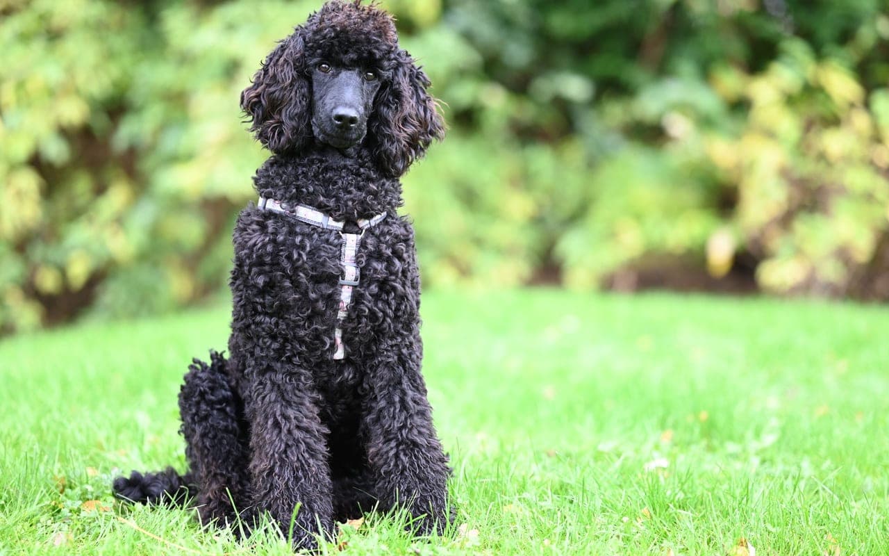 Poodle (Standard) dog breed