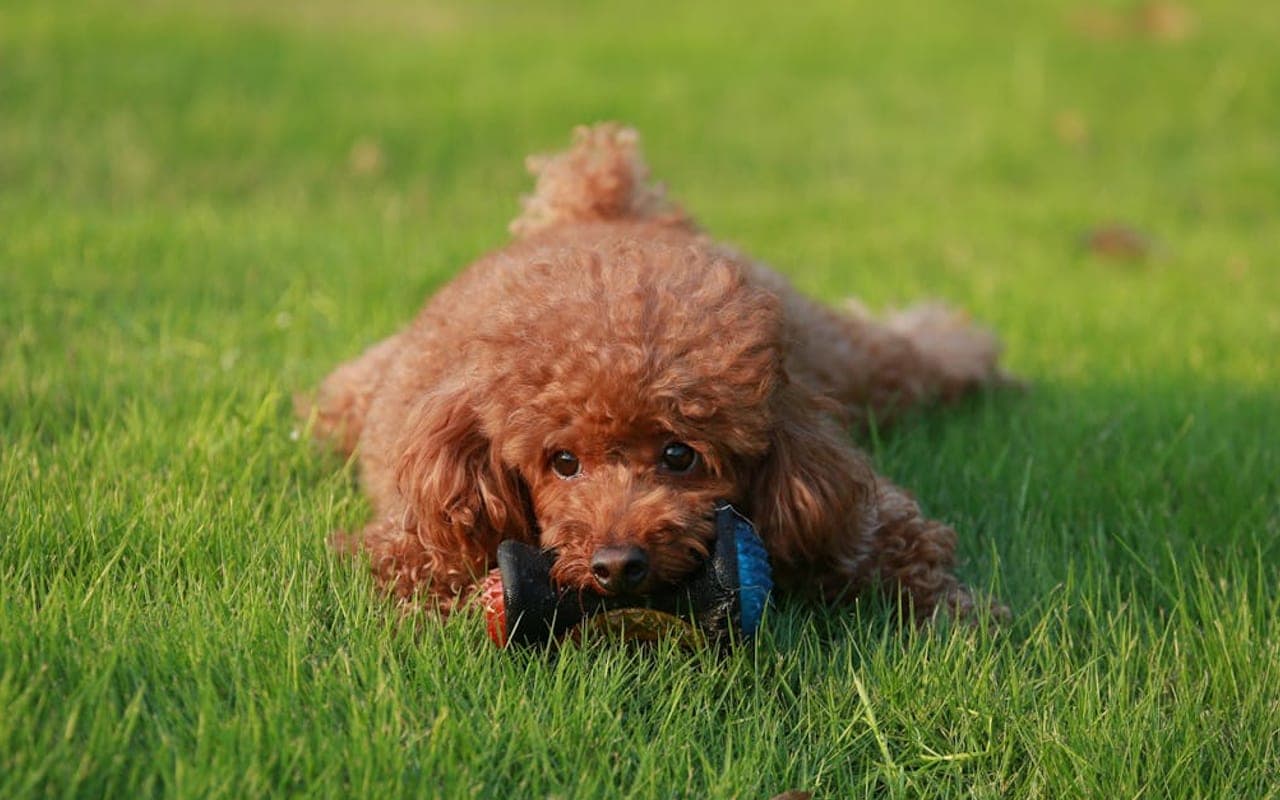 Poodle (Toy) dog breed