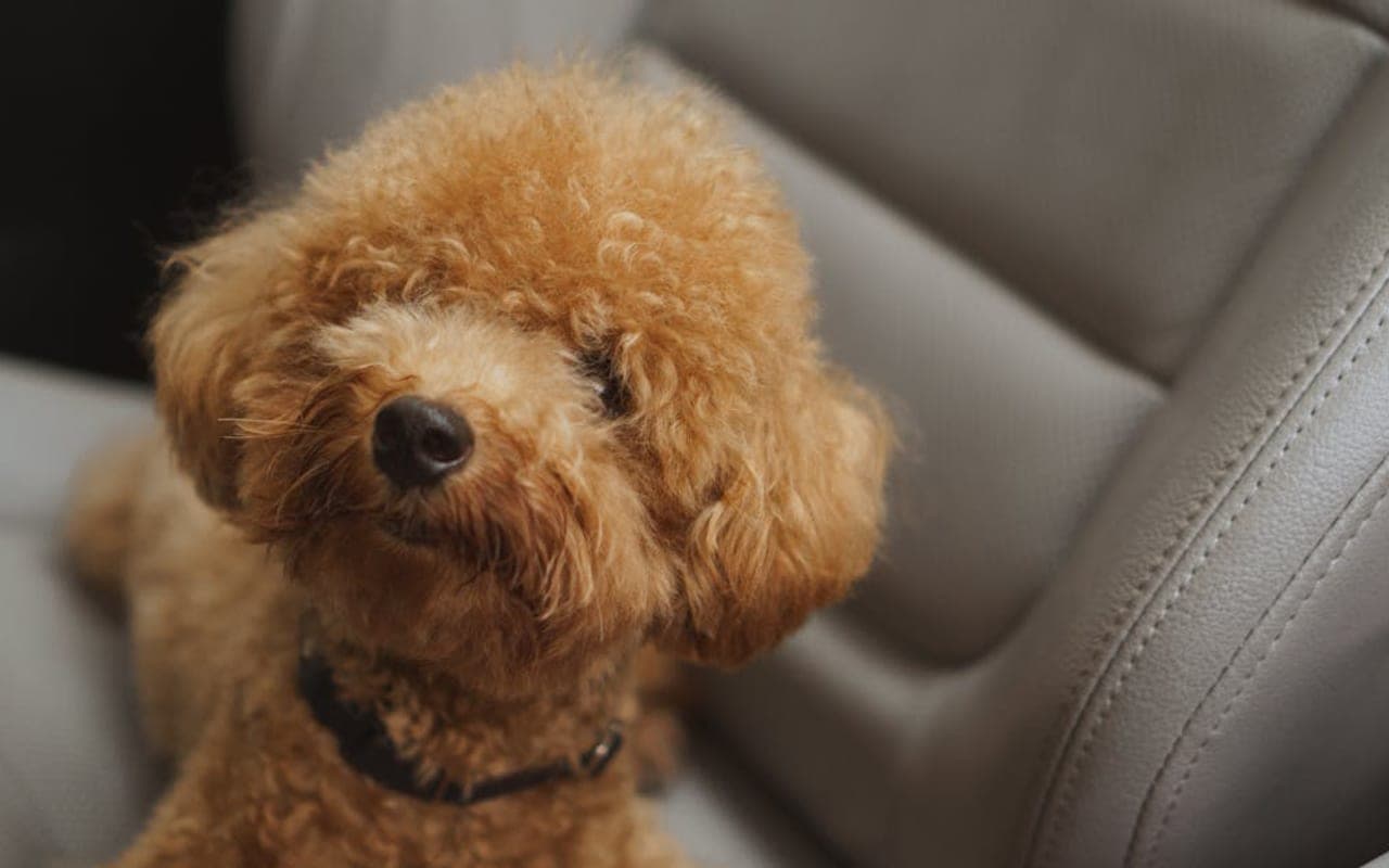 Poodle (Toy) — gallery 3
