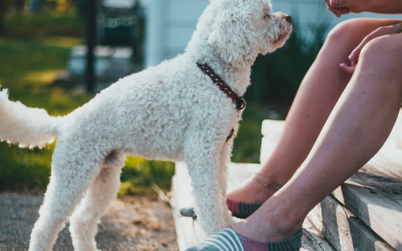 Poodle (Toy) — gallery 4