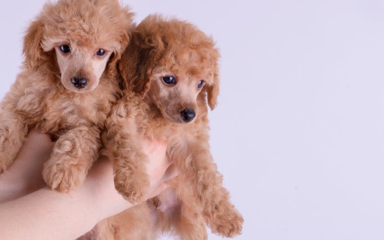 Poodle (Toy) — gallery 5