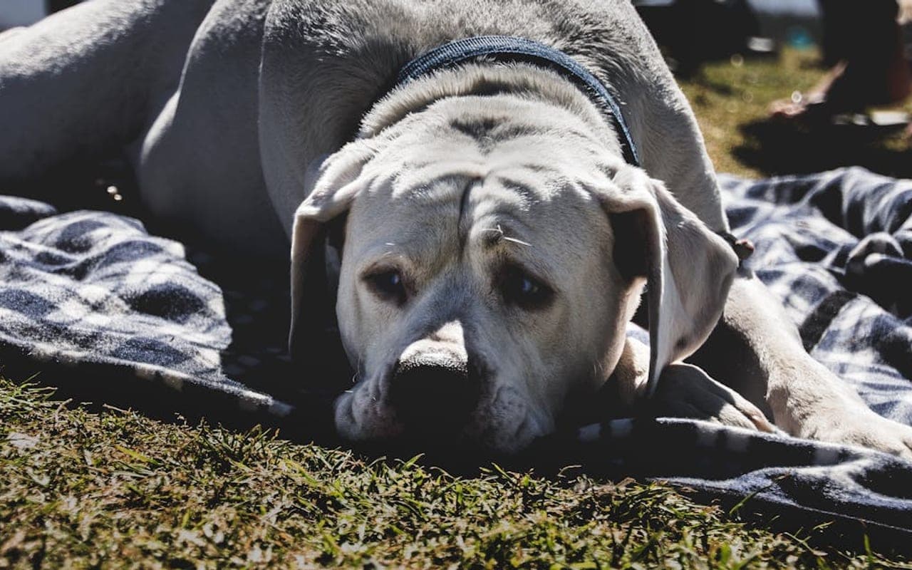 Porcelaine dog breed portrait