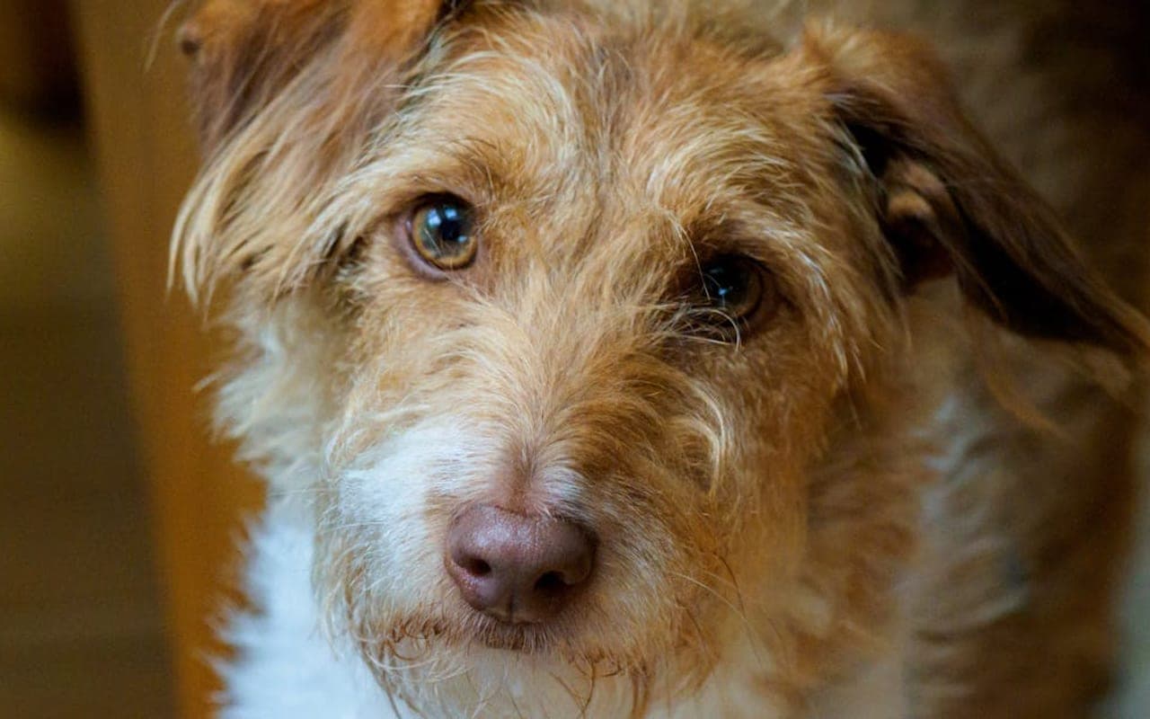 Portuguese Podengo dog breed