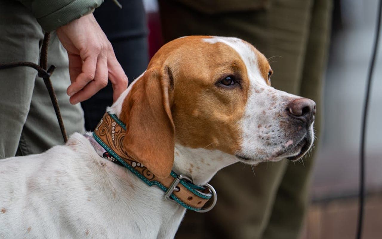 Portuguese Pointer dog breed