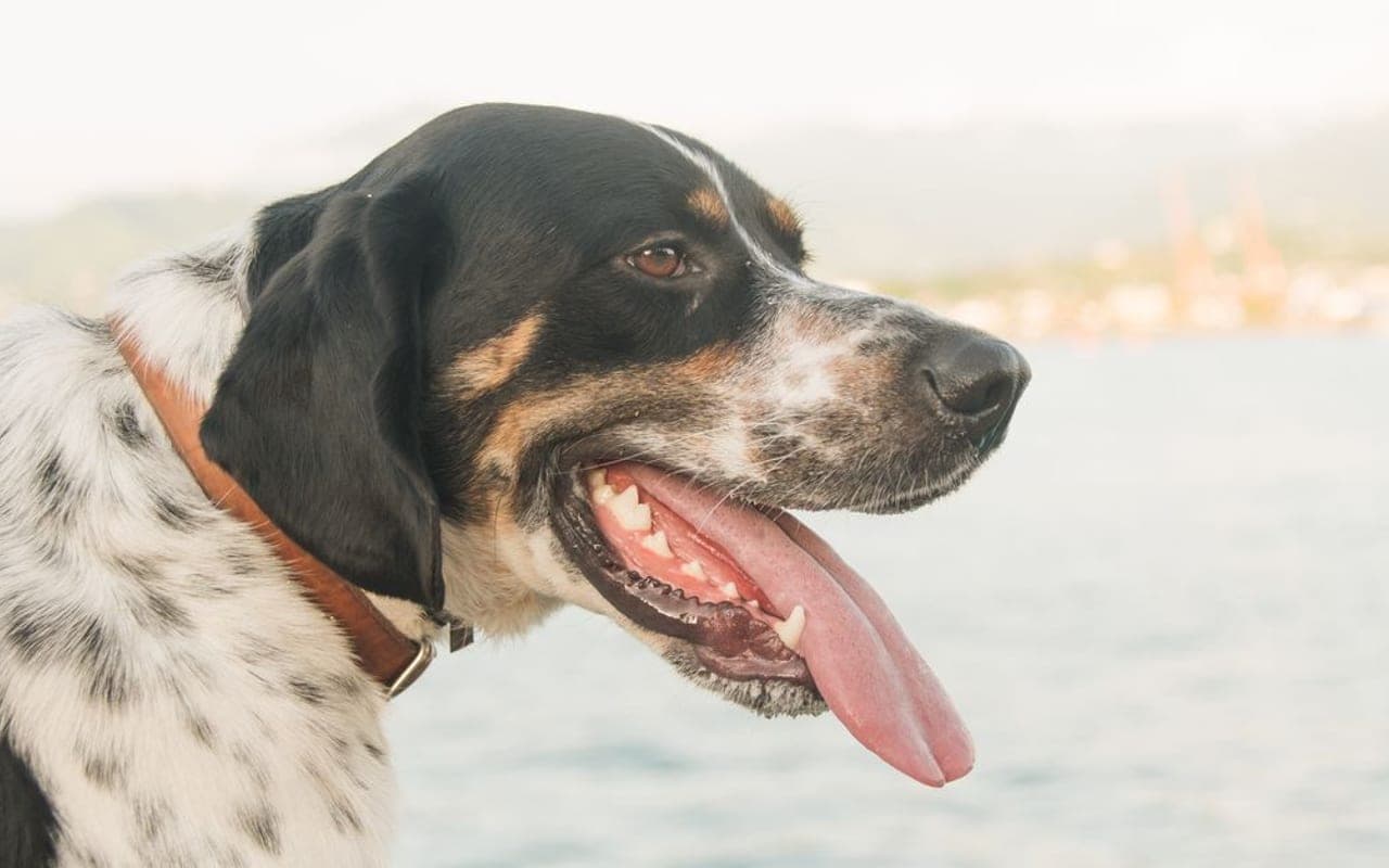 Portuguese Pointer — gallery 2