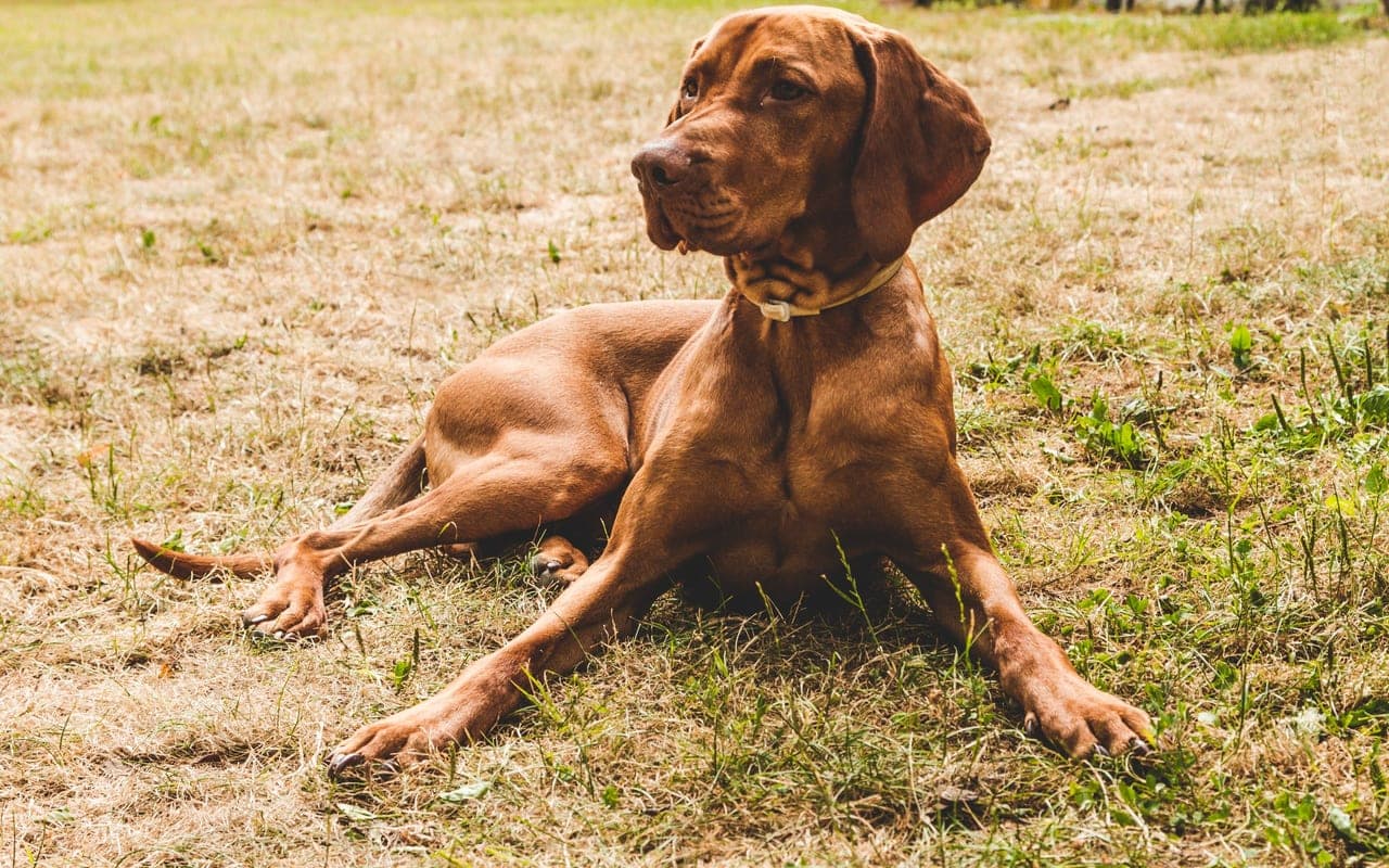 Portuguese Pointer — photo by chepté cormani (Pexels)