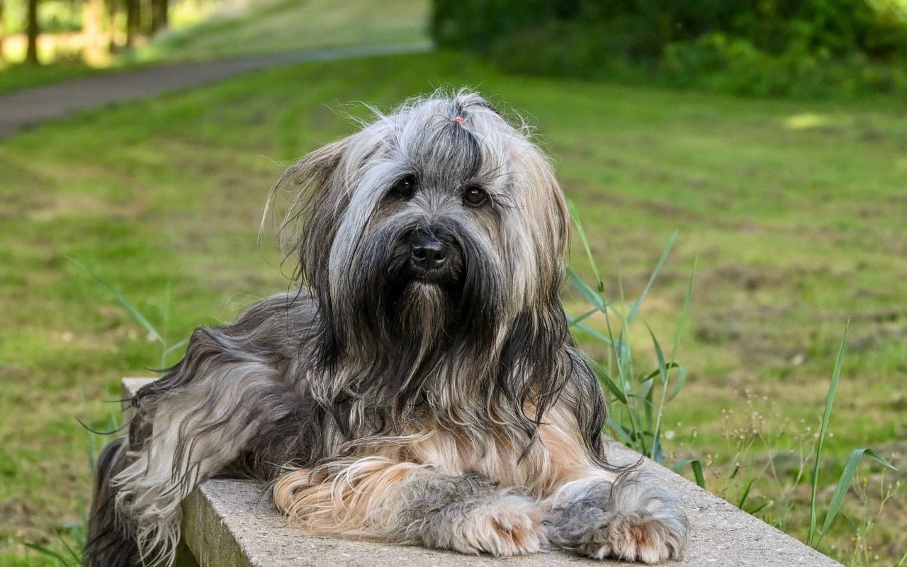 Portuguese Sheepdog — photo by Lorna Pauli (Pexels)
