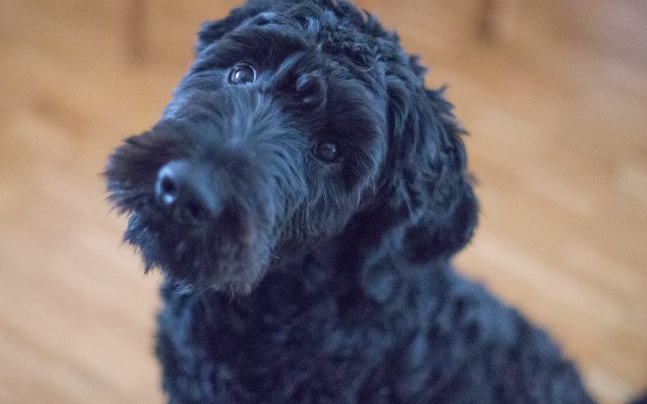 Portuguese Water Dog