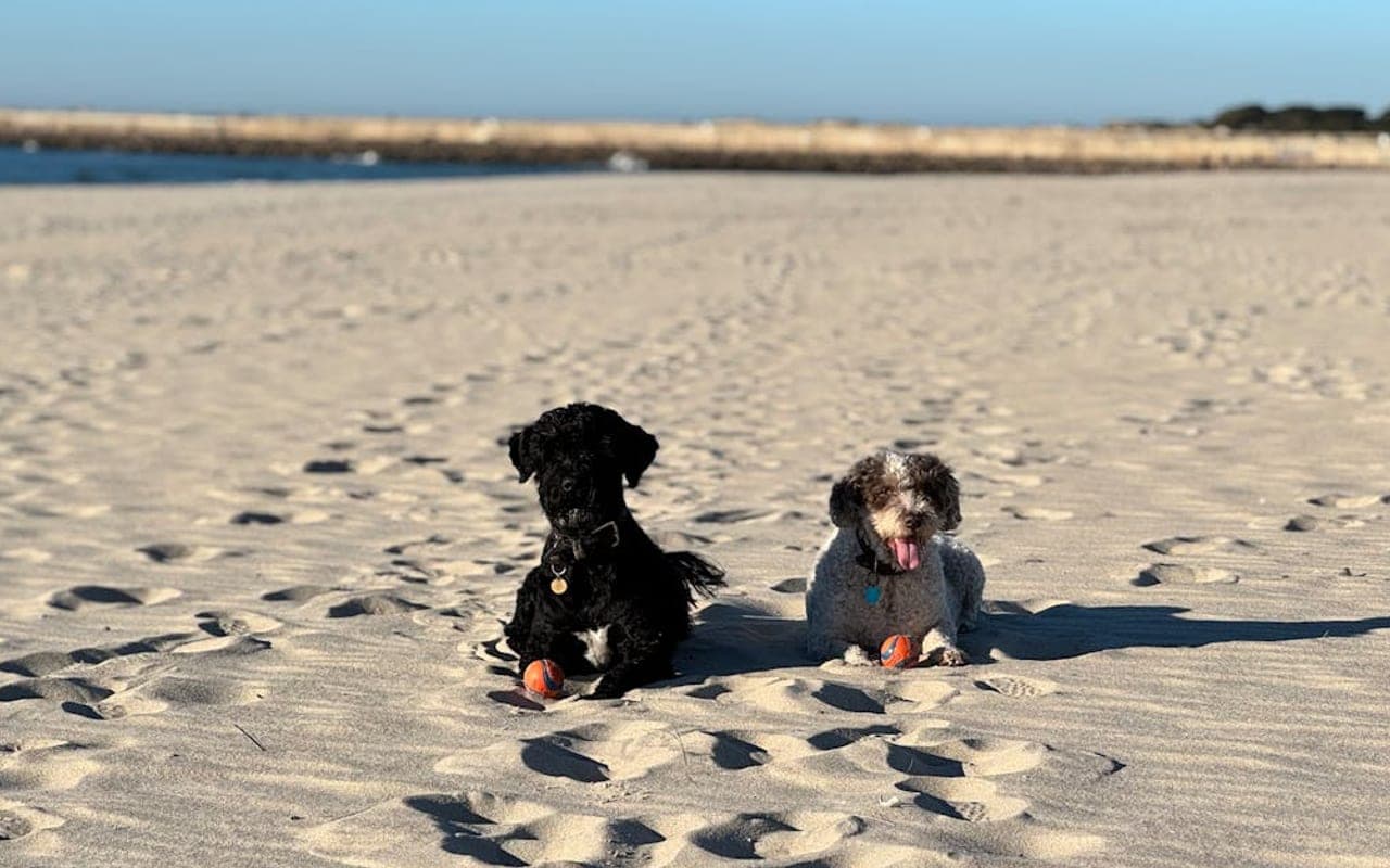 Portuguese Water Dog — gallery 2