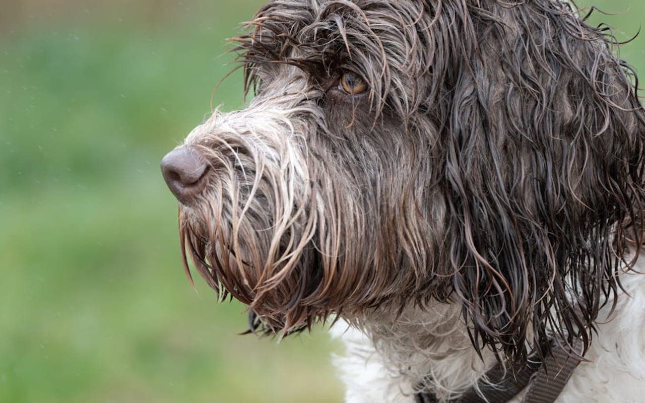Portuguese Water Dog — gallery 3