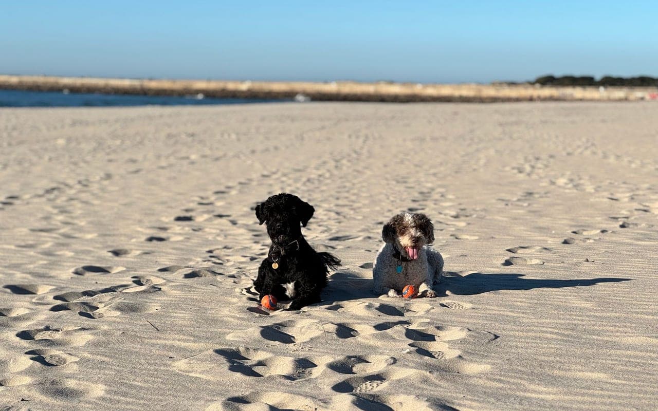 Portuguese Water Dog — photo by Pexels User (Pexels)