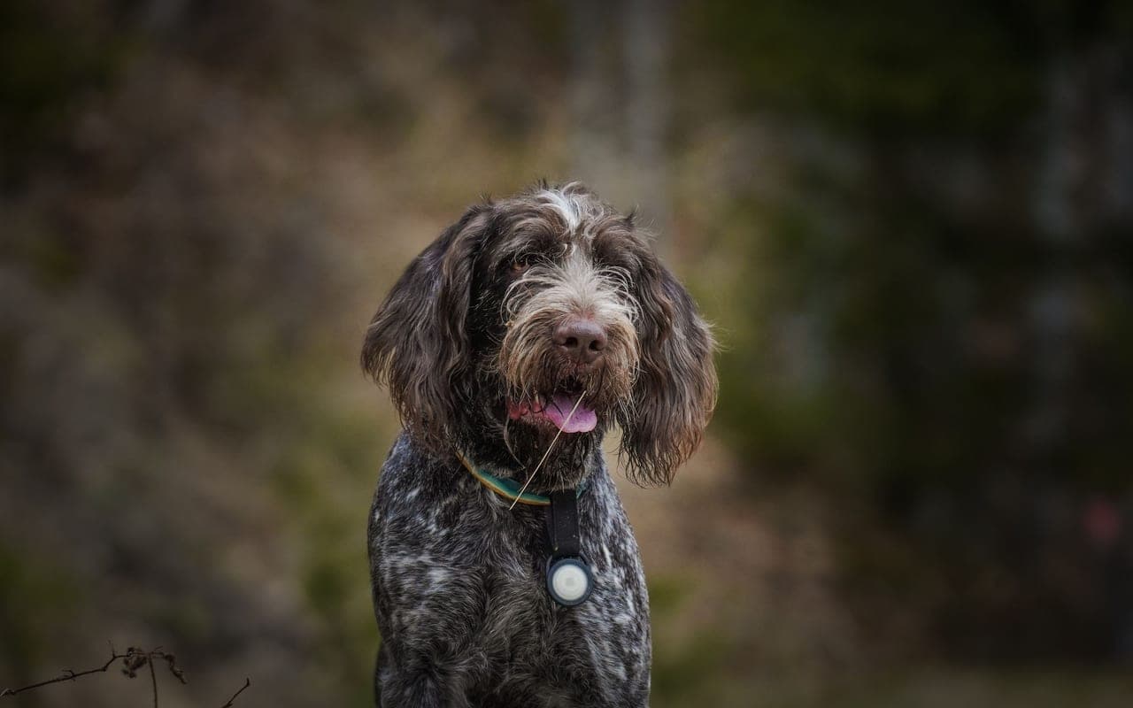 Pudelpointer — photo by Andreas Schnabl (Pexels)