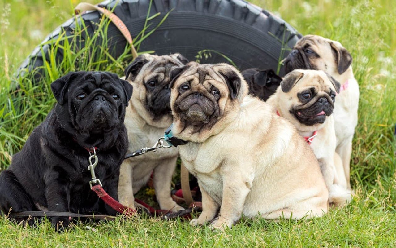 Pug dog breed portrait