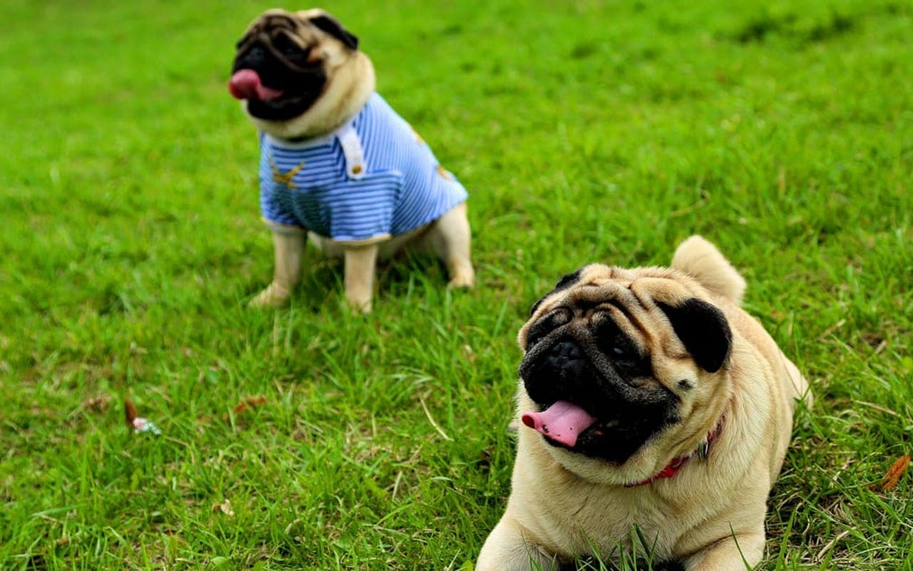 Pug — gallery 2