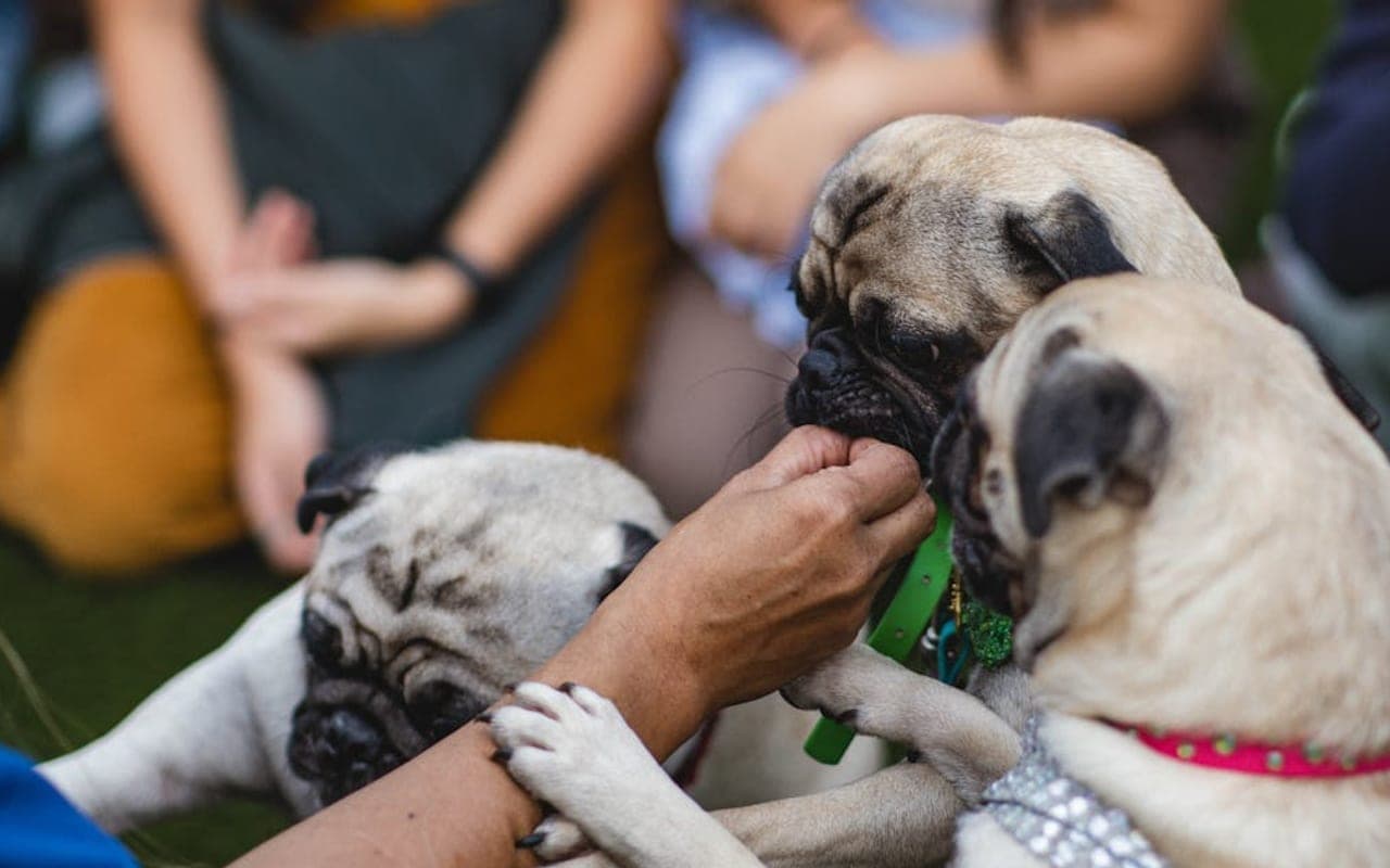 Pug — gallery 3