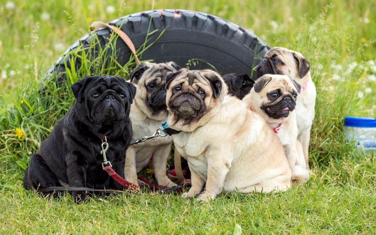 Pug — photo by Sergei Starostin (Pexels)