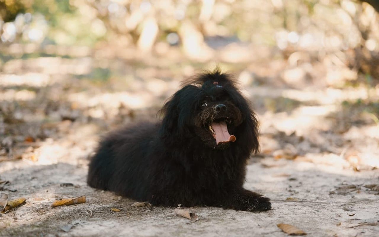Puli dog breed portrait