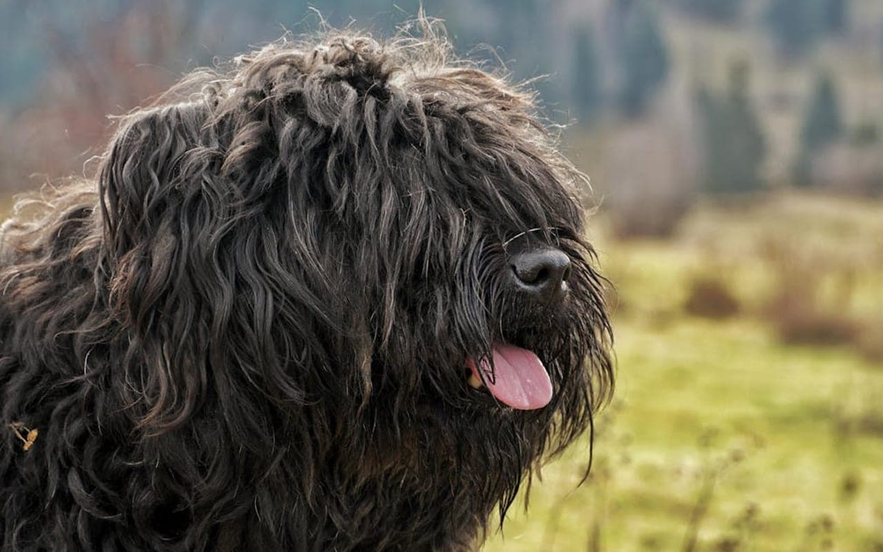 Puli — gallery 3