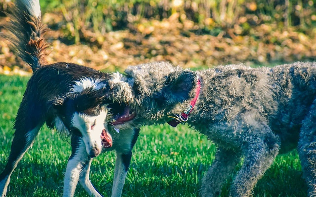 Pumi dog breed portrait