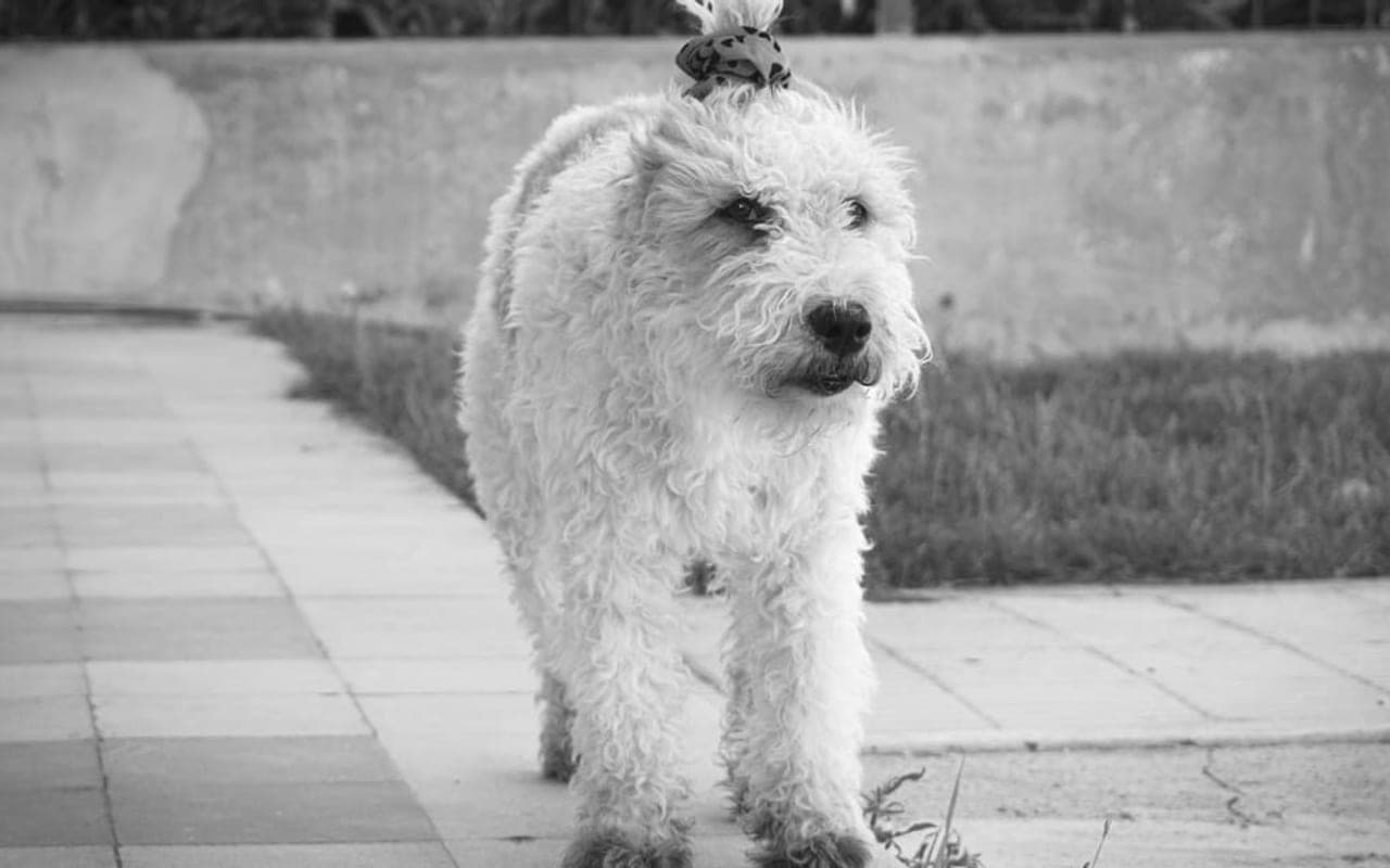 Pumi — gallery 3