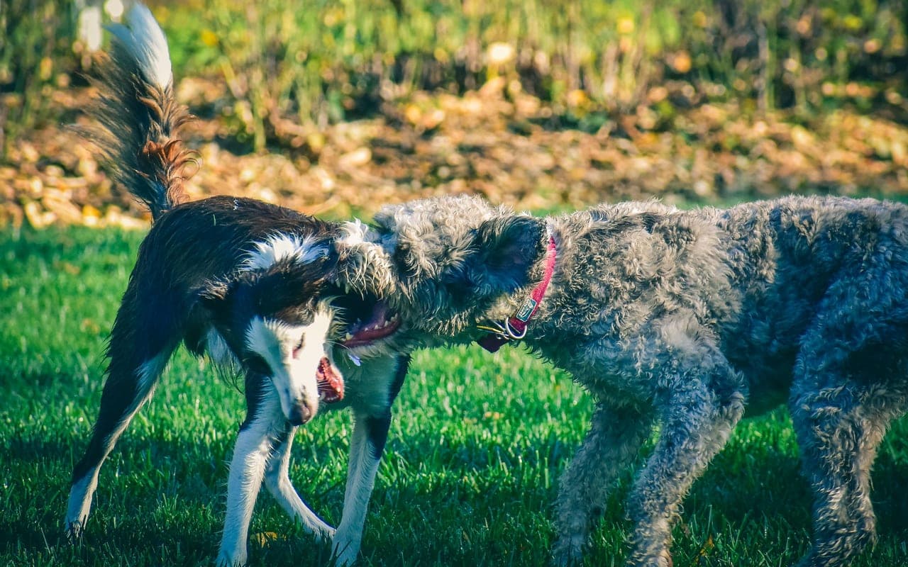 Pumi — photo by Chris F (Pexels)