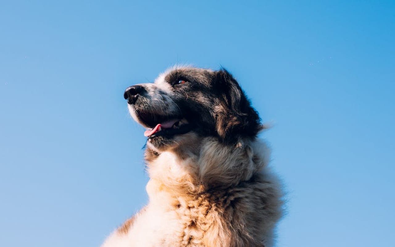 Pyrenean Mastiff