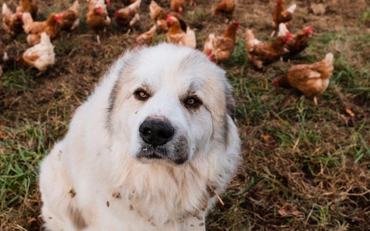 Pyrenean Mastiff — gallery 2